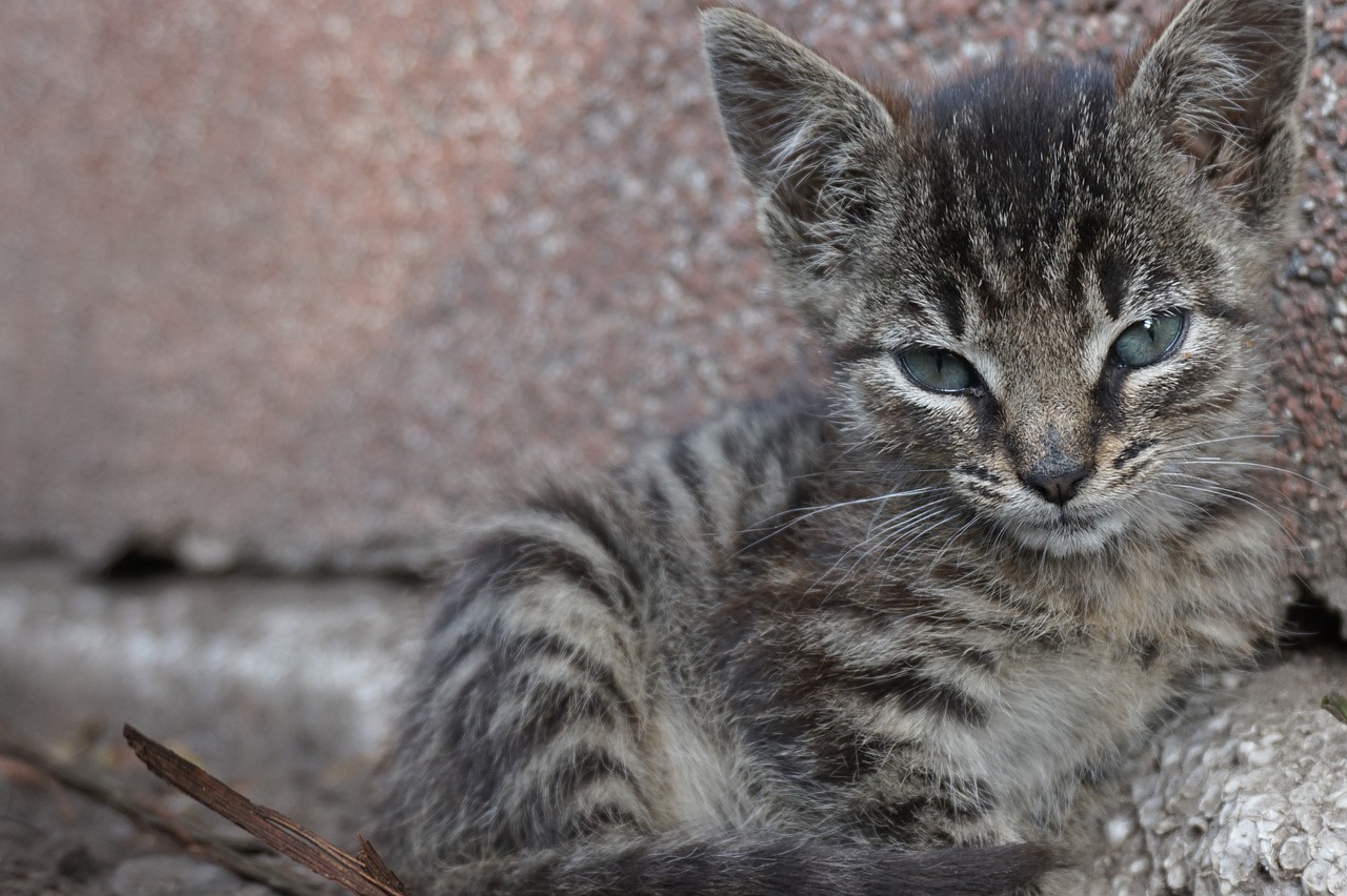 探索与体验猫咪最新版软件下载的魅力