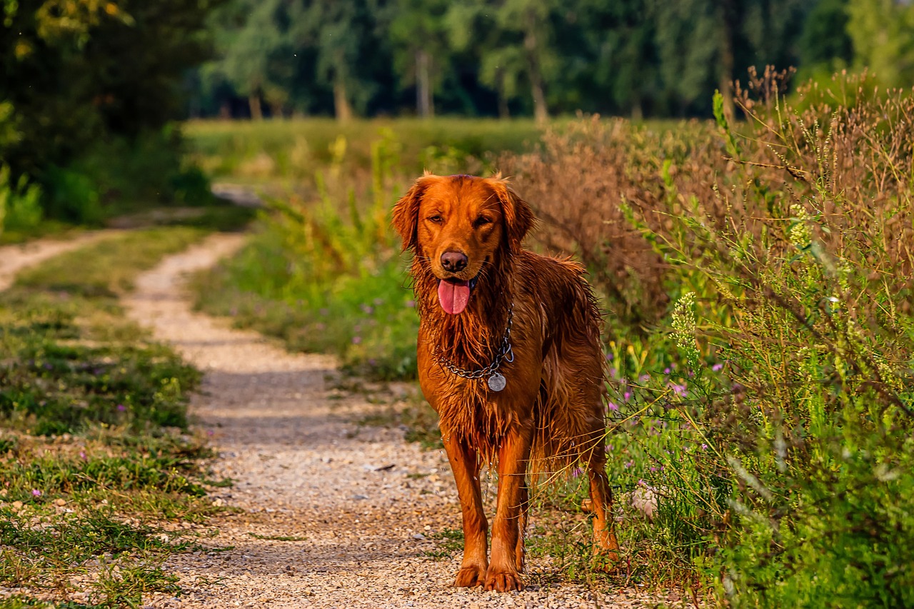 最新金毛幼犬训练视频，掌握金毛犬成长关键步骤的秘籍