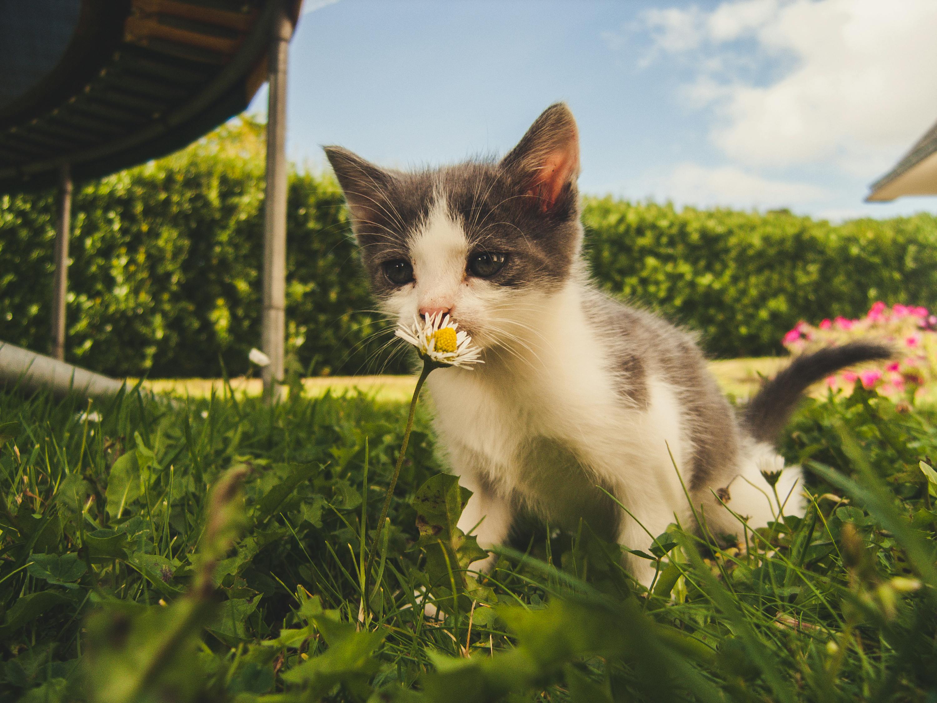 猫咪最新地址紧急，一场爱的冒险寻找之旅