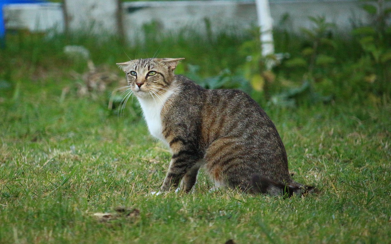 猫和老鼠破解版最新，游戏魅力与策略解析全揭秘