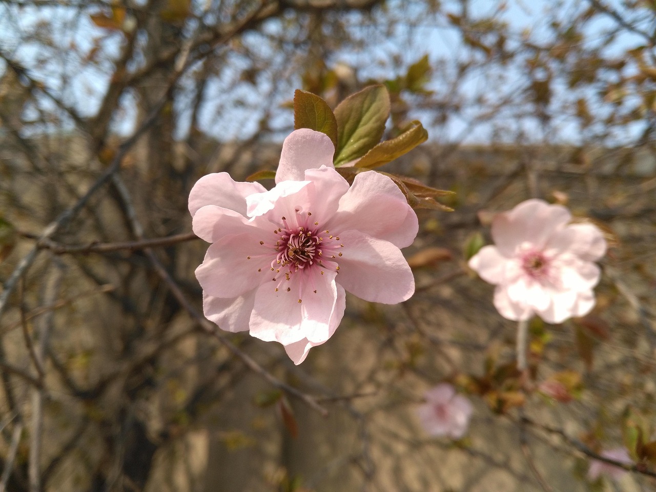 孙允珠2017年4月花瓣新风采亮相